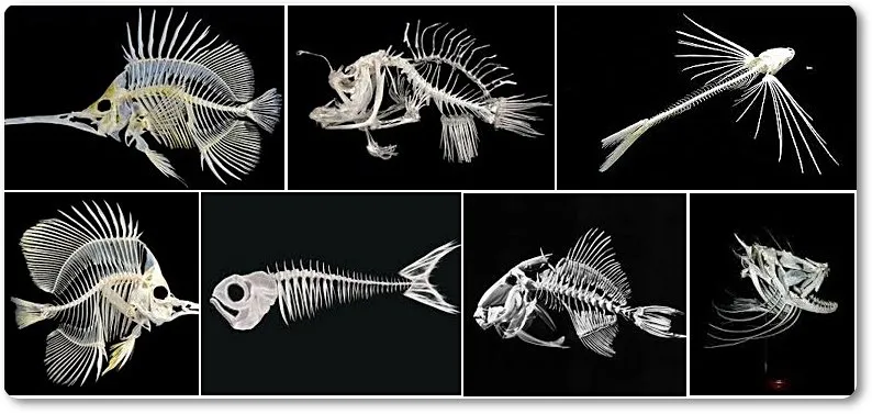 esqueletos de peces oseos - wikipeces.net