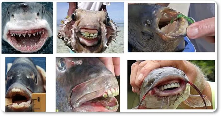 Dentaduras de peces - wikipeces.net