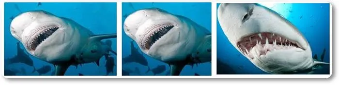 Dientes de los tiburones - wikipeces.net