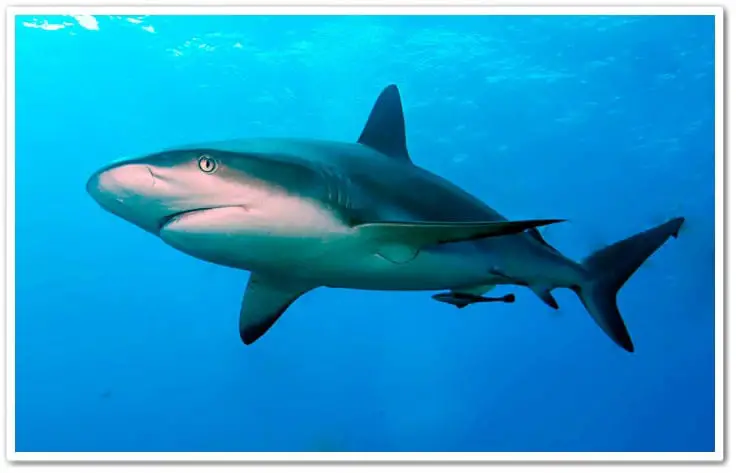 Tiburón vivíparo - wikipeces.net