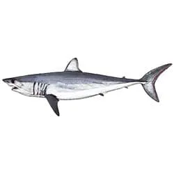 Tiburones - wikipeces.net