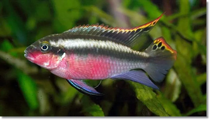 Los peces orinan osmorregulación