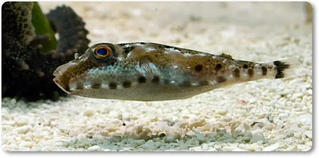 Sphoeroides annulatus - pez globo diadema