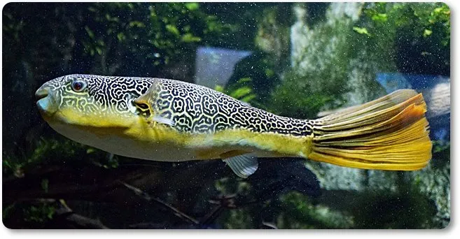Tetraodon mbu - pez globo leopardo gigante