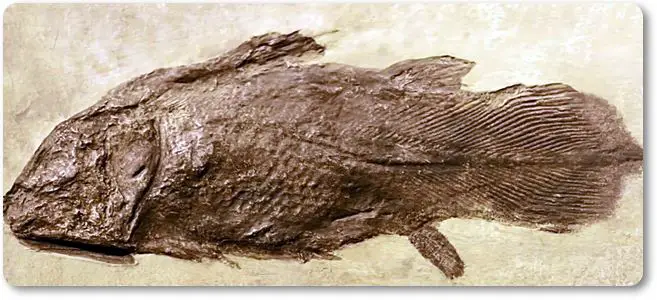Fósil de celacanto - wikipeces.net