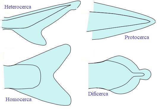 Tipos de aletas caudales según su forma - wikipeces.net