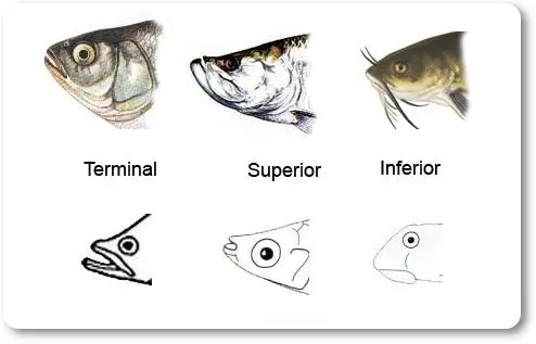 Tipos de bocas de los peces - wikipeces.net