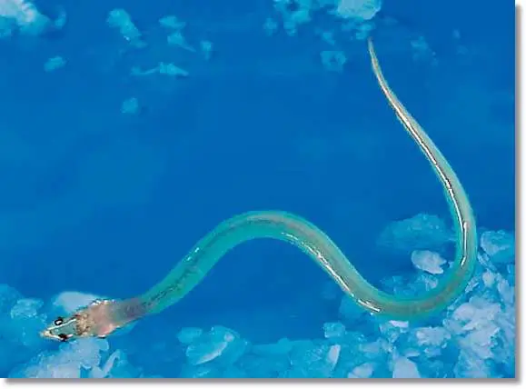 Alevín de anguila (angula) - wikipeces.net