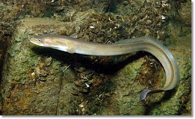 Características de la anguila común - wikipeces.net