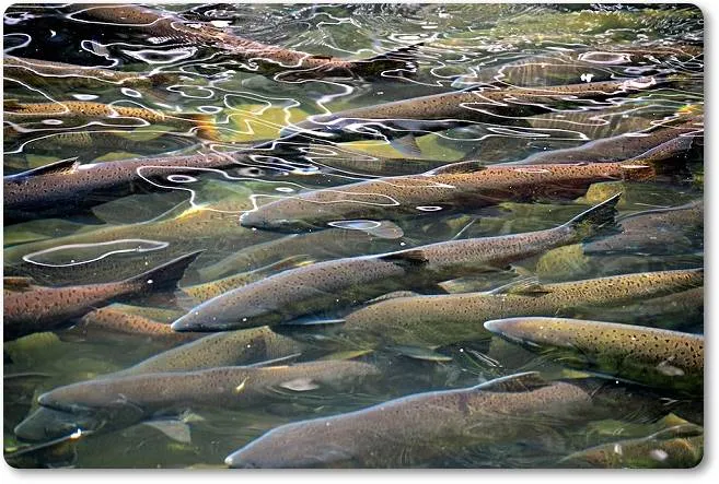 Cardumen de salmones remontando en curso de un río - wikipeces.net
