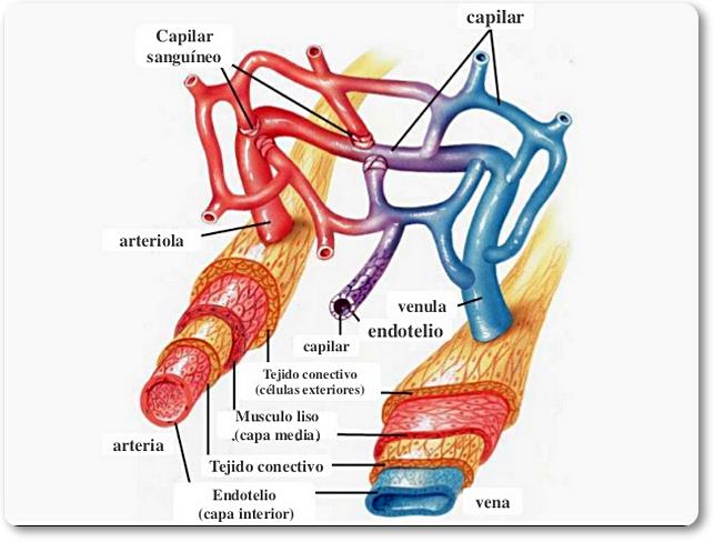 Componentes del sistema circulatorio de un pez. Podemos observar tanto las arterias, como las venas y los vasos capilares que sirven de unión entre ambas