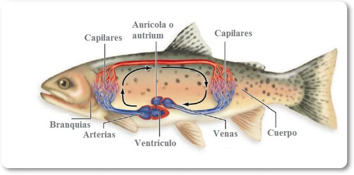 Esquema del sistema circulatorio del pez - wikipeces.net