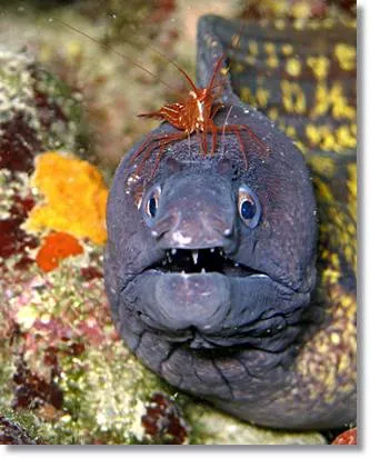 Imagen cómica de una morena con un crustáceo en su cabeza