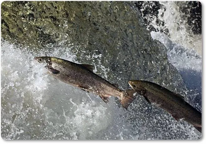 La fotografía de estos salmónidos puede resultar tan alentadora como su pesca e incluso más para muchos aficionados - wikipeces.net