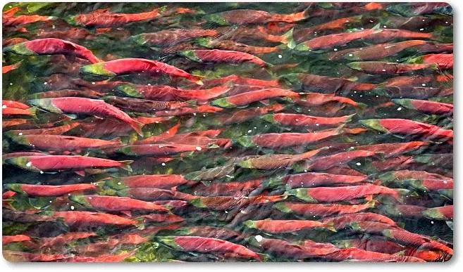 Los salmones adquieren este tono rojizo al hacercarse el momento de la freza. - wikipeces.net
