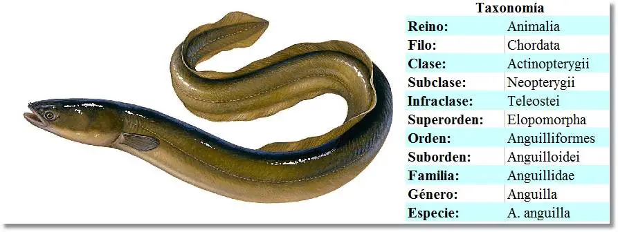 Taxonomía de la anguila - wikipeces.net