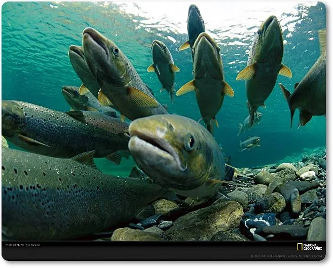 Un cardumen de salmones remontando un río Fte. National Geograph - wikipeces.netic
