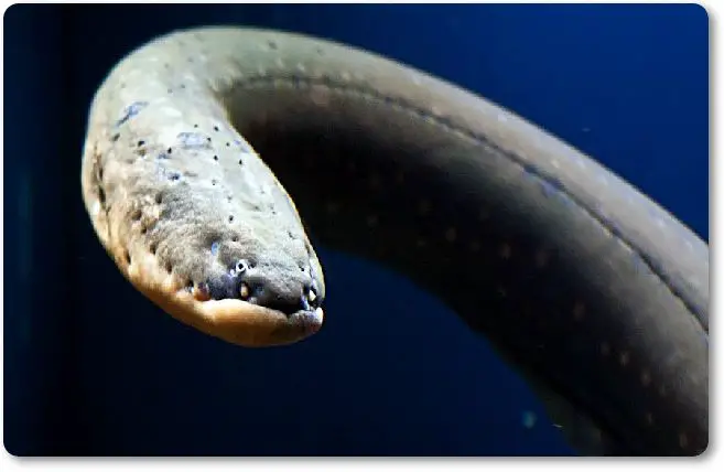 Un ejemplar de anguila eléctrica. - wikipeces.net