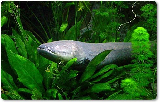 Una anguila eléctrica entre hierbas subacuáticas - wikipeces.net
