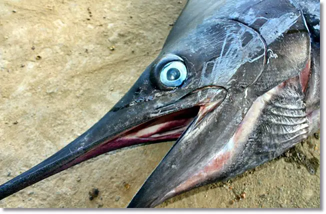Cabeza de un pez espada donde podemos ver como tanto la parte superior como la inferior de la boca sobresalen formando un angulo puntiagudo