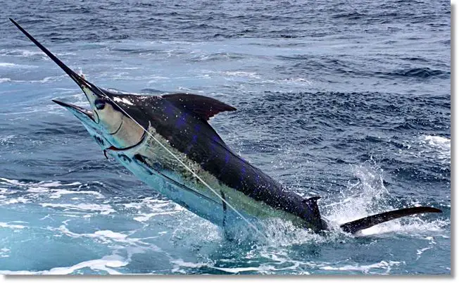 Un pez espada luchando ferozmente para evitar ser recuperado hacia la embarcación - wikipeces.net