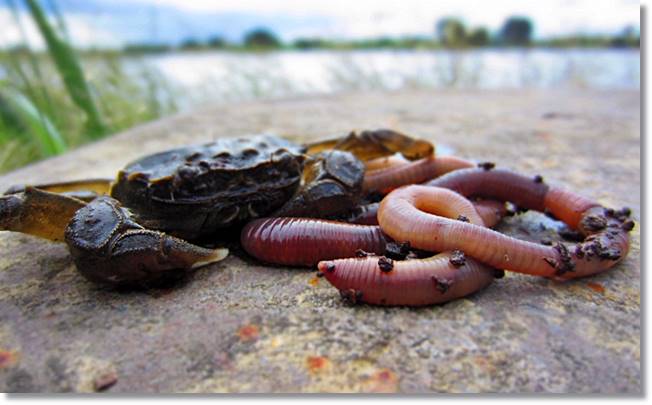 El principal cebo para la anguila es la lombriz, que debe ensartarse en anzuelos - wikipeces.net