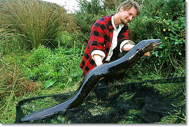 En los lagos la difusión de la anguila es notable, y de manera frecuente ataca a sedales y a cebos no preparados para ella - WIKIPECES.NET