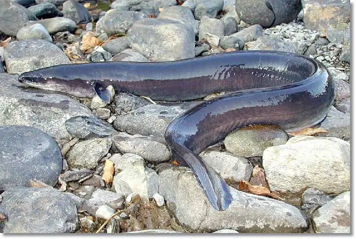 La pesca de la anguila se practica deportivamente tanto en el mar como en las aguas interiores - wikipeces.net