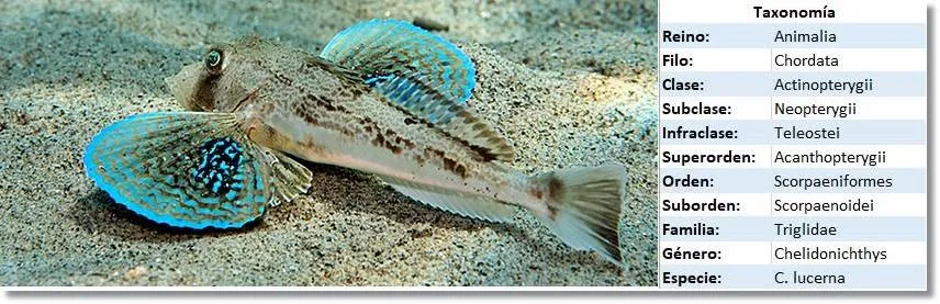 Taxonomía del pez escacho - wikipeces.net
