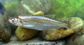 Alburnos (pez de río) - Wikipeces.net