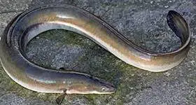 Pesca de anguilas - wikipeces.net