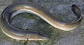 Fotos de anguila - wikipeces.net