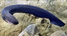 características de la anguila eléctrica - wikipeces.net