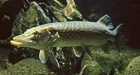 Imágenes del pez lucio - wikipeces.net