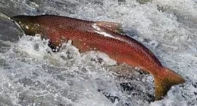 Cómo se llama la cría del salmón - wikipeces.net