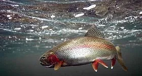 Pesca de trucha arco iris - wikipeces.net