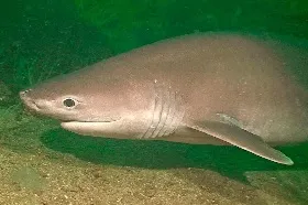 Tiburón cañabota gris