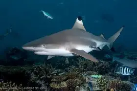 Tiburón puntas negras