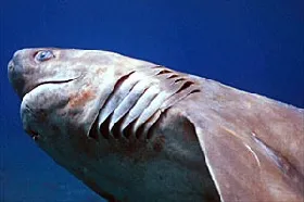 Tiburón de siete branquias