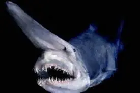 Tiburón scapanorhynchus