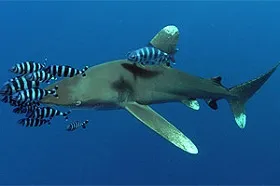 tiburon oceanico de puntas blancas
