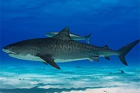 Nombre científico del tiburón tigre