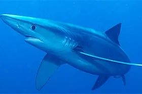 tiburon azul peligroso