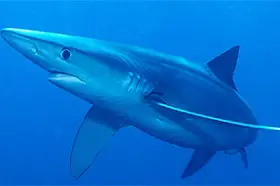 El tiburón tintorera ¿es peligroso?