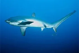 Tiburón rabón