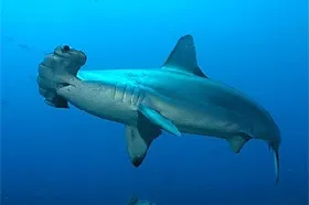 Tiburón martillo peligroso
