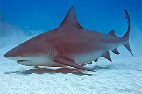 Carcharhinus taurus